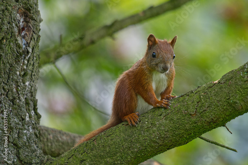 Eichhörnchen auf einem Ast