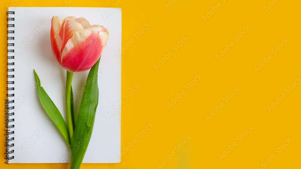 Fototapeta premium paper notebook flower tulip on colored background