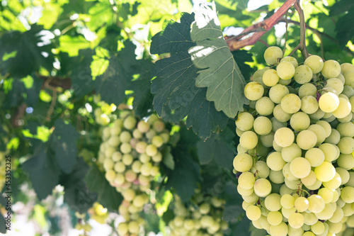 Green grapes macro photo, n...