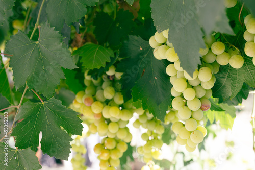 Beautiful ripe grapes on the vine in a vineyard with green leaves
