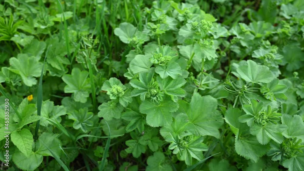 Cuff plant panorama video. Medicinal plant in the field. High quality 4k footage Cuff plant panorama video. Medicinal plant in the field. High quality 4k footage