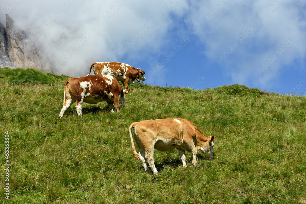 mucche montagne dolomiti