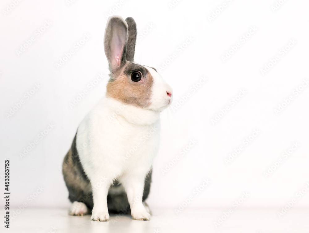 Obraz premium A domestic pet rabbit with calico markings sitting on a white background