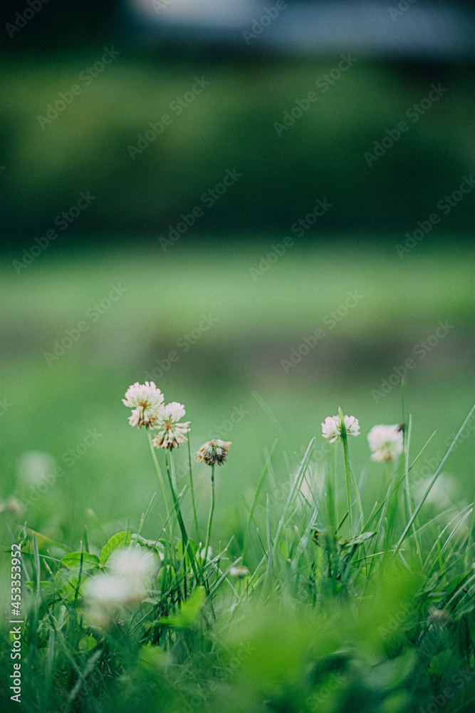 white clover on the lawn