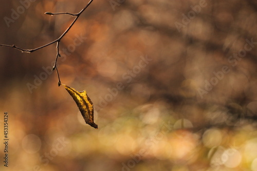 foglia nel bosco in autunno