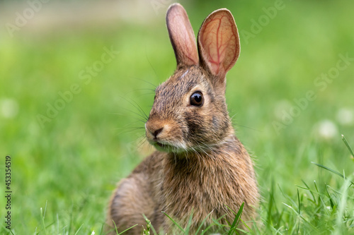 Young Eastern Cottontail Rabbit (Sylvilagus floridanus) closeup in grass soft light photo