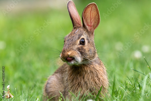 Young Eastern Cottontail Rabbit (Sylvilagus floridanus) closeup in grass soft light
