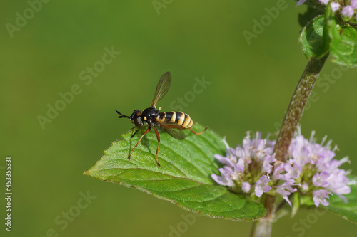 Yellow-banded conops (Conops quadrifasciatus),  family Conopidae On a leaf of a faded, flowering water mint (Mentha aquatica), mint family Lamiaceae. Summer, August, Dutch garden.  © Thijs de Graaf