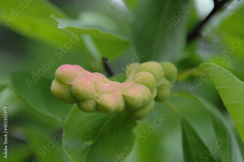 Branch with leaves and bud of the Magnolia Kobus tree