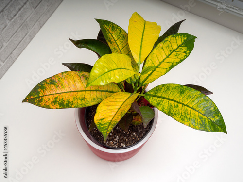 Codiaeum variegatum is a species of plant in the genus Codiaeum photo