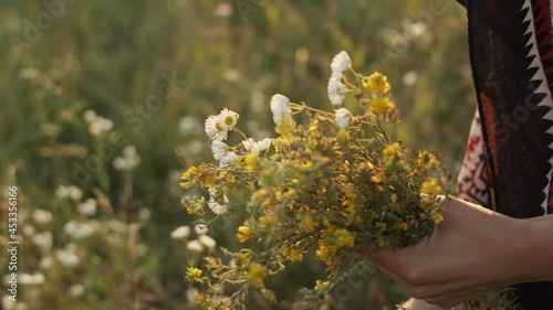 Close-up view of female hands collecting yellow flowers and chamomiles in one bouquete sitting in the field at summer sunset. Beautiful woman with loose hair and patterned shawl is picking up plants.  photo