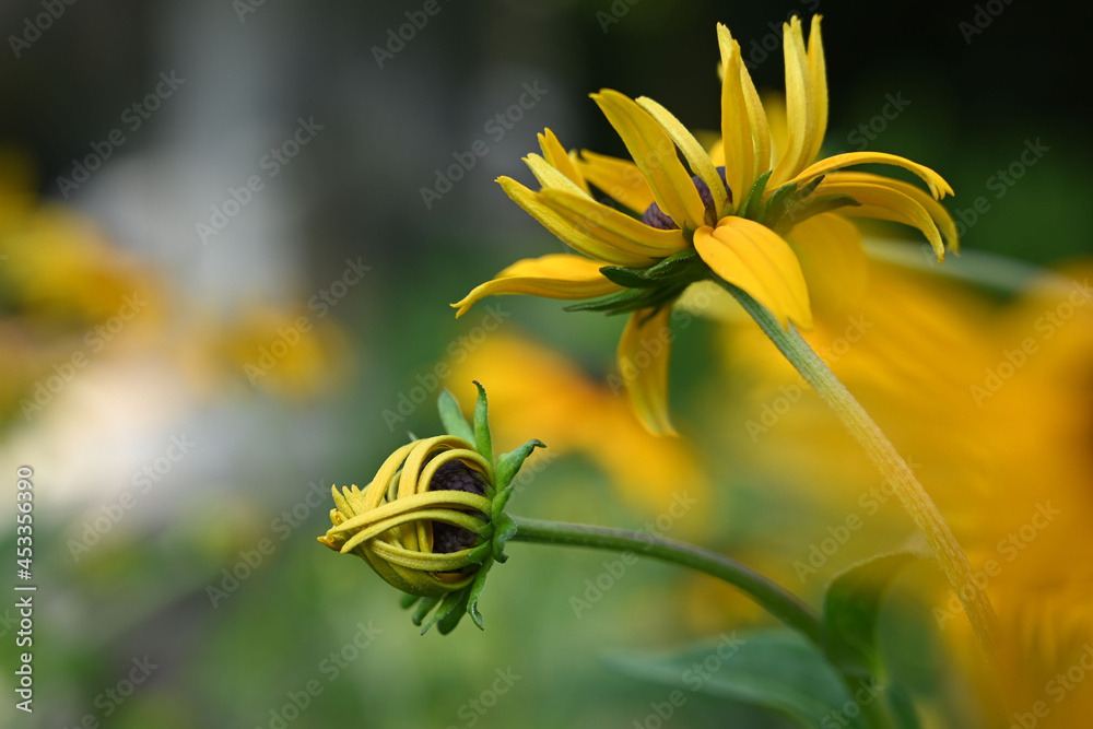 Obraz premium Knospe und Blüte