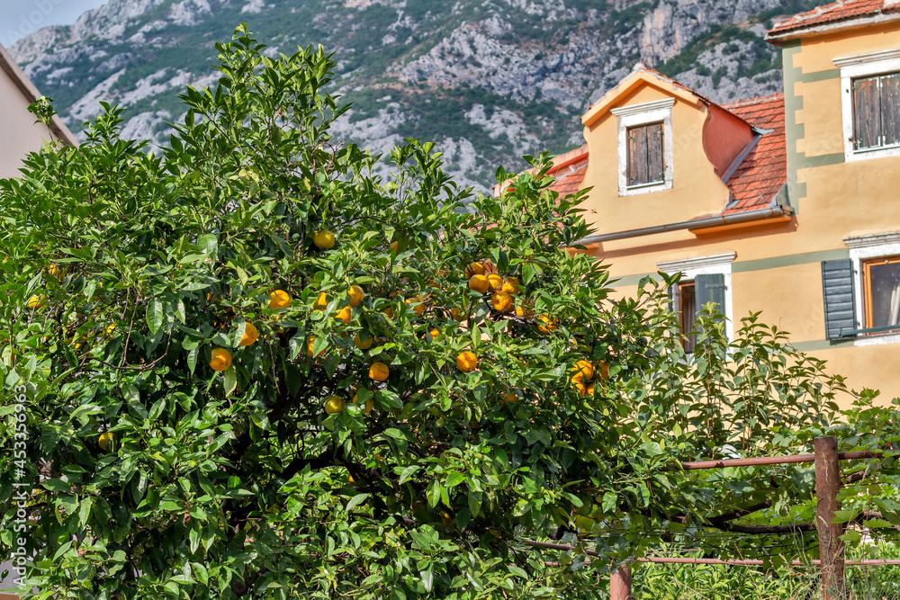 Tangerine tree next to the house Tangerine tree next to the house