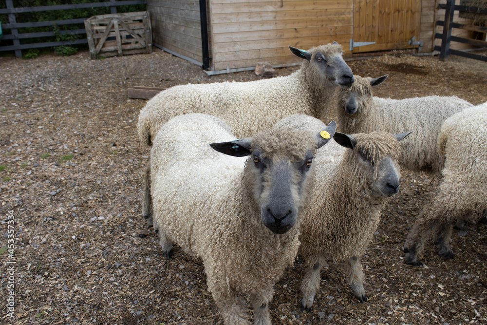 Fototapeta premium Small flock of sheep and lambs