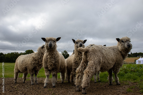 Small flock of sheep in a field
