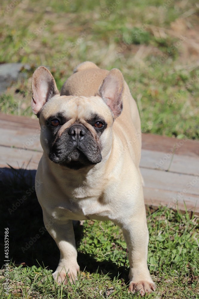 Portrait of a cute French bulldog in beige color. The dog is standing on the street in the summer. He looks at the camera.