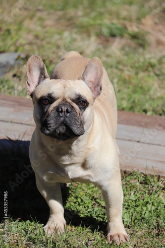 Portrait of a cute French bulldog in beige color. The dog is standing on the street in the summer. He looks at the camera. © Ольга Деревяженкова
