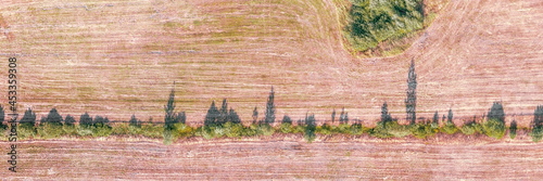 Forest belt in a field with...