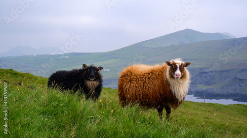 Icelandic sheep on Heimaey, Vestmannaeyjar, Westman Islands, Iceland