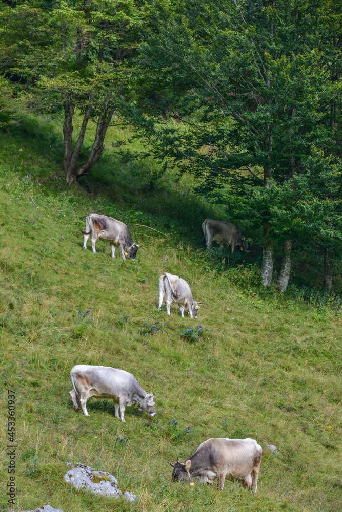 Fototapeta premium Fotografía aérea con un grupo de vacas en la región alpina de Friuli-Venezia-Giulia en Italia