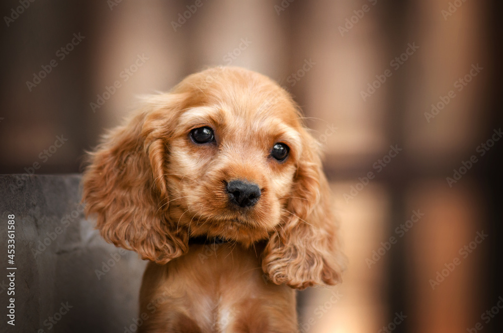 english cocker spaniel dog magical photo of little ginger puppies beautiful light
