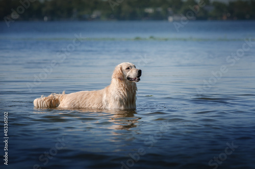 retrievers dogs lovely photos of dogs fun walk by the water cute pets 