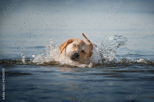 retrievers dogs lovely photos of dogs fun walk by the water cute pets 