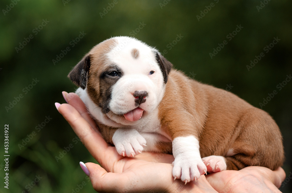 american staffordshire terrier cute puppies pet first photo session summer photos of newborn puppies
