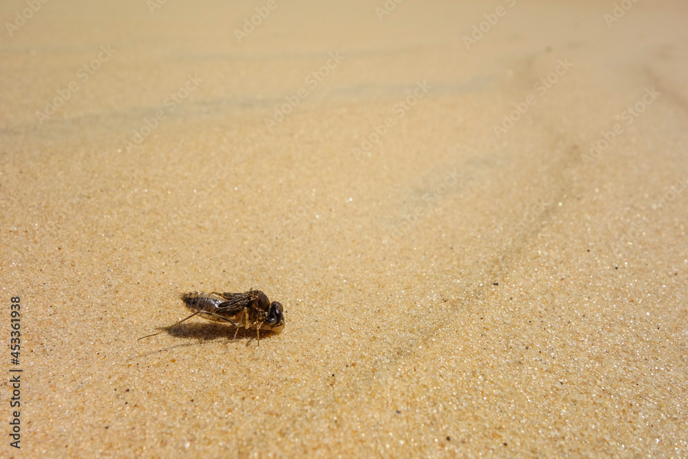 desert mosquito on sand dunes, close up. fly, insect desert mosquito on sand dunes, close up. fly, insect