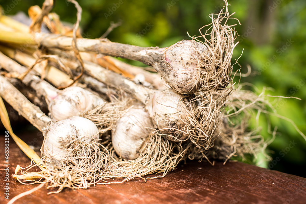 Freshly dug onion bulbs on the wood. Vegetable garden agriculture. Onion stored in basket Freshly dug onion bulbs on the wood. Vegetable garden agriculture. Onion stored in basket