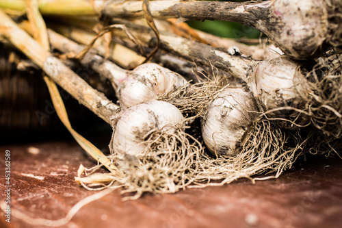 Freshly dug onion bulbs on the wood. Vegetable garden agriculture. Onion stored in basket