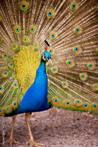 Male Peacock showing off his tail