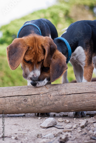 Beagles ready to go at the start of the hunt