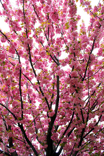 Pink blossoming cherry tree