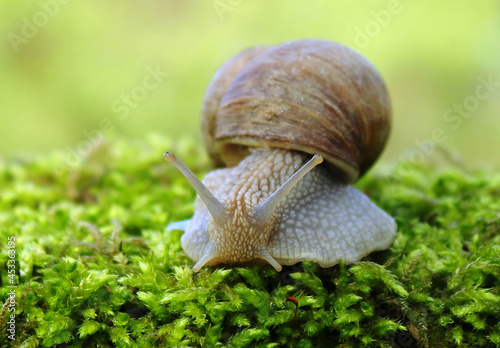 Snail looks in camera