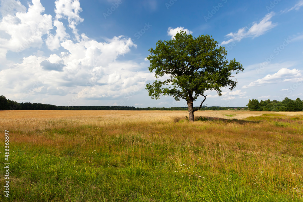 tree with green foliage against a blue sky tree with green foliage against a blue sky