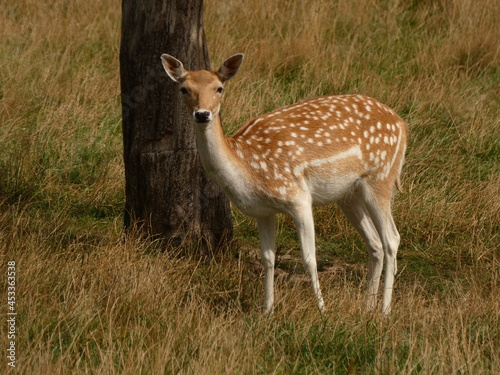European fallow deer (Dama dama) standing on the grass, Poland