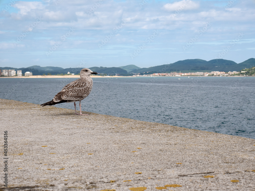 Seagull (Laridae) located on the wall of Laredo looking pensively towards the coast of the Cantabrian Sea with the seafaring city and Santona in the background one day with a blue sky Seagull (Laridae) located on the wall of Laredo looking pensively towards the coast of the Cantabrian Sea with the seafaring city and Santona in the background one day with a blue sky