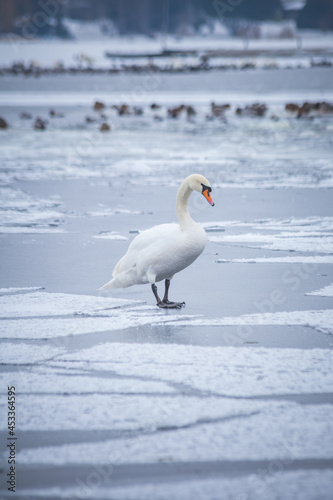 Photography swan on ice clods