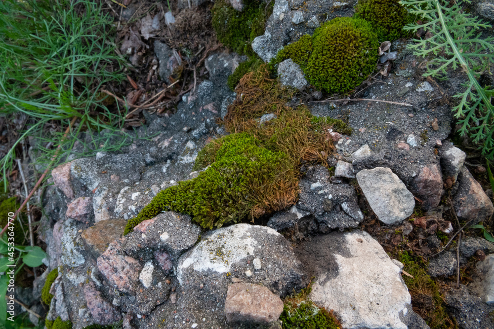 Moss on the stones. Stones on the street, green grass. Background from stones.