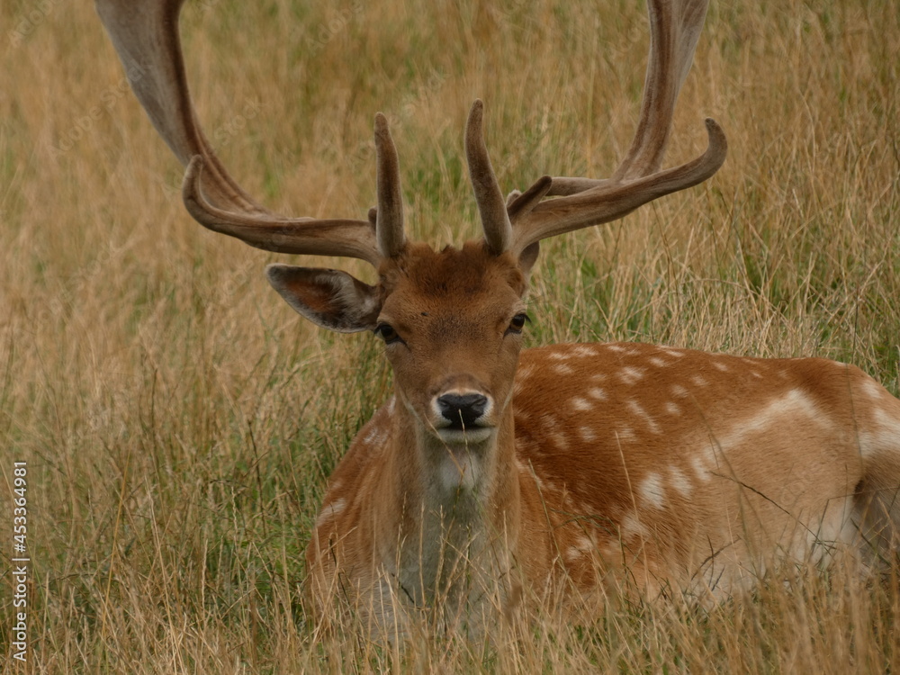 European fallow deer (Dama dama) lying in the grass, Poland European fallow deer (Dama dama) lying in the grass, Poland