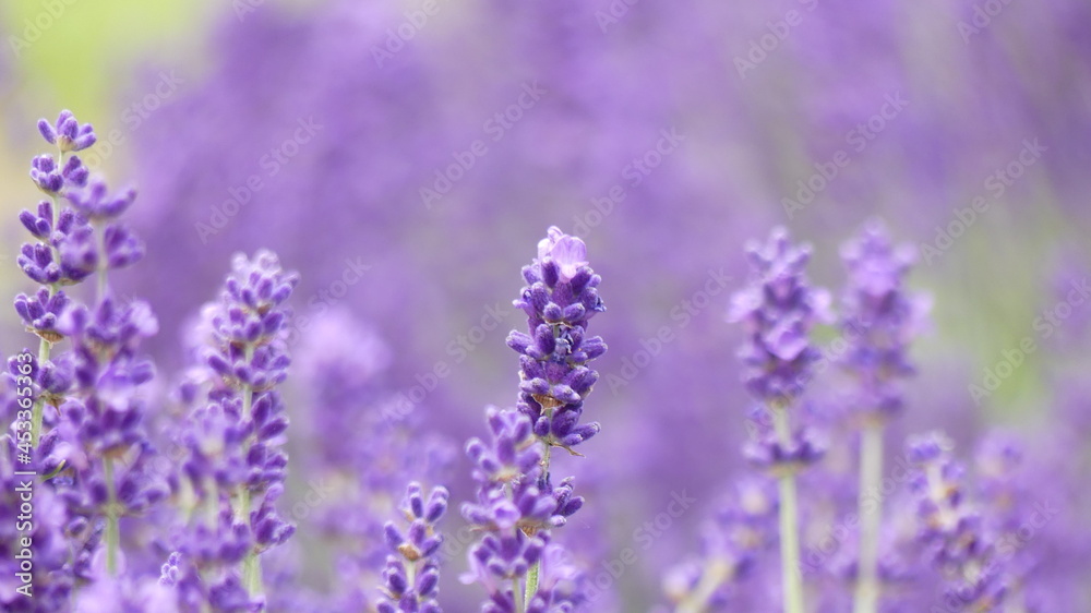 Summer colors. Lavender violets rose and bees Summer colors. Lavender violets rose and bees