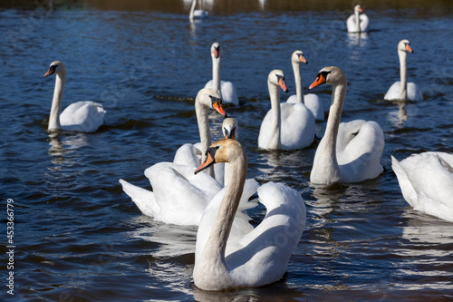 beautiful waterfowl group Swan bird on the lake in spring