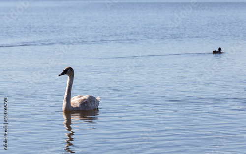 beautiful waterfowl Swan on the lake in the spring