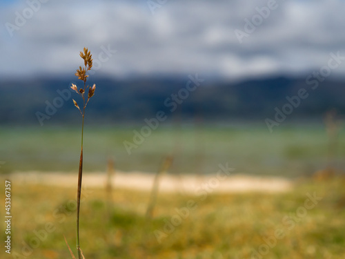 beautiful landscape in the lagoon of tota Aquitania, Boyaca, Colombia