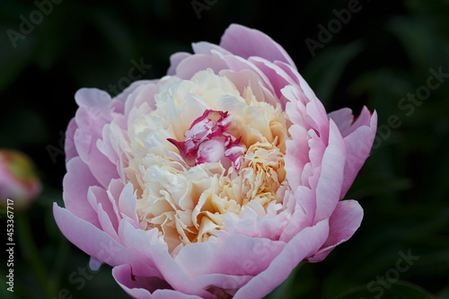 Fototapeta Naklejka Na Ścianę i Meble -  Blooming light rose flower peony Chestine Gowdy close-up