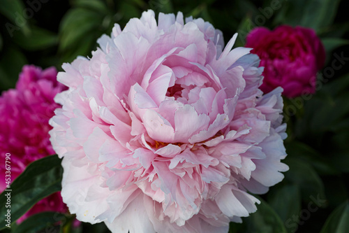 Fototapeta Naklejka Na Ścianę i Meble -  Beautiful Reine Supreme  apple-blossom pink  flower peony lactiflora in summer garden, close-up