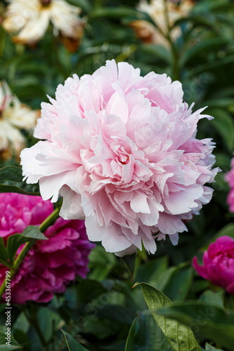 Fototapeta Naklejka Na Ścianę i Meble -  Beautiful Reine Supreme  apple-blossom pink  flower peony lactiflora in summer garden, close-up