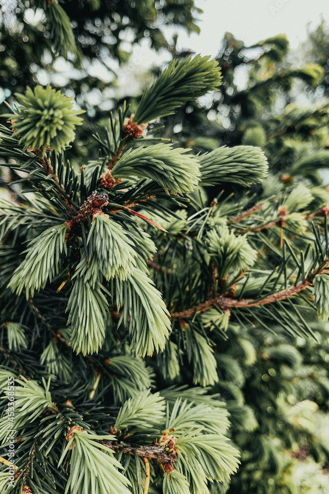 pine tree branches pine tree branches