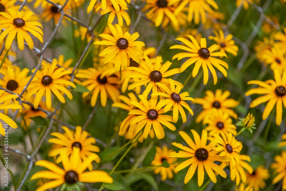 yellow daisies yellow daisies